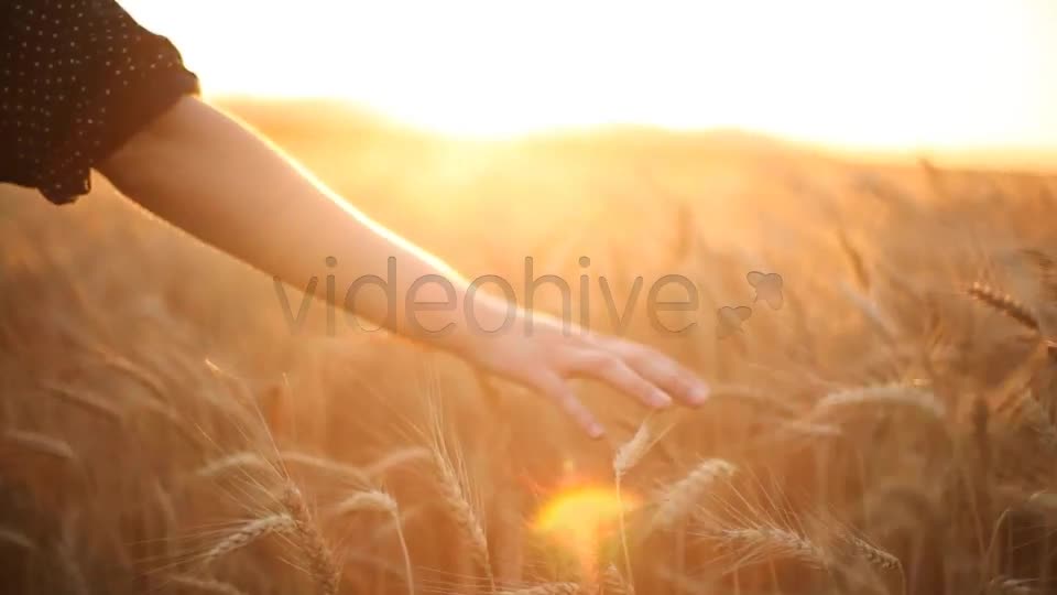Hands On Cereal Field  Videohive 5151177 Stock Footage Image 1