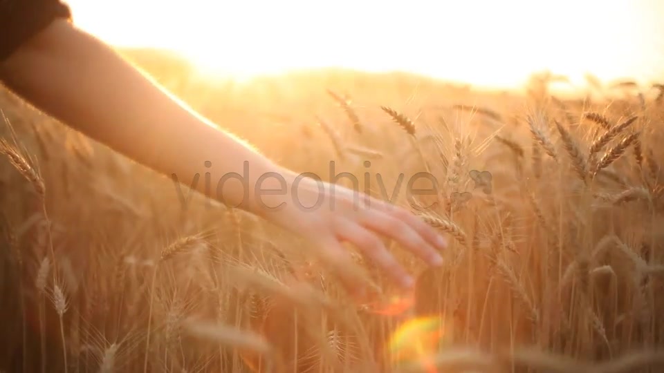 Hands On Cereal Field  Videohive 5151177 Stock Footage Image 2