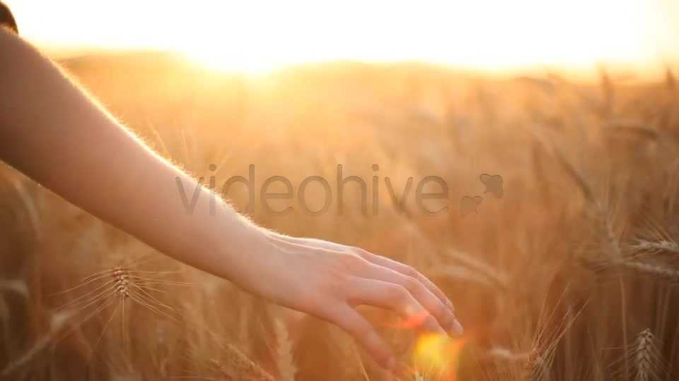 Hands On Cereal Field  Videohive 5151177 Stock Footage Image 3