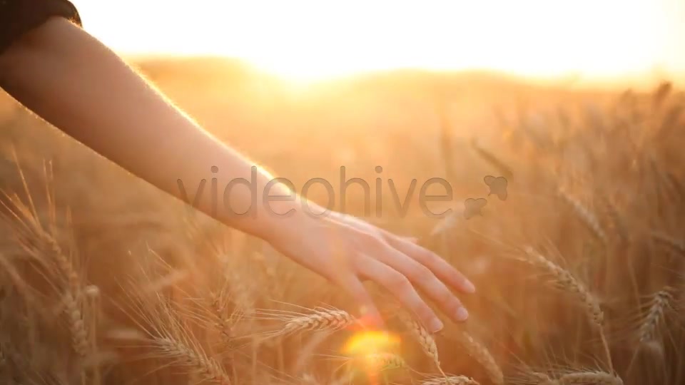 Hands On Cereal Field  Videohive 5151177 Stock Footage Image 4
