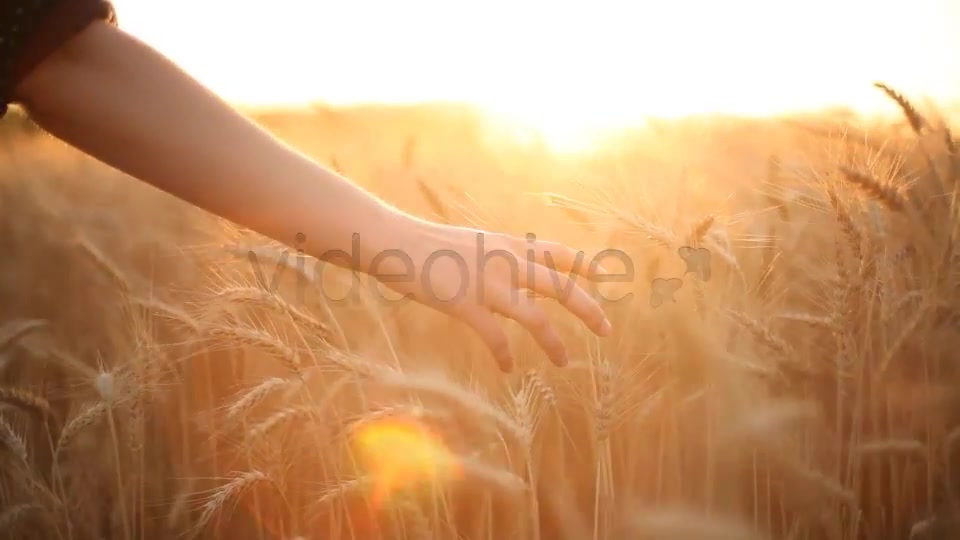 Hands On Cereal Field  Videohive 5151177 Stock Footage Image 5