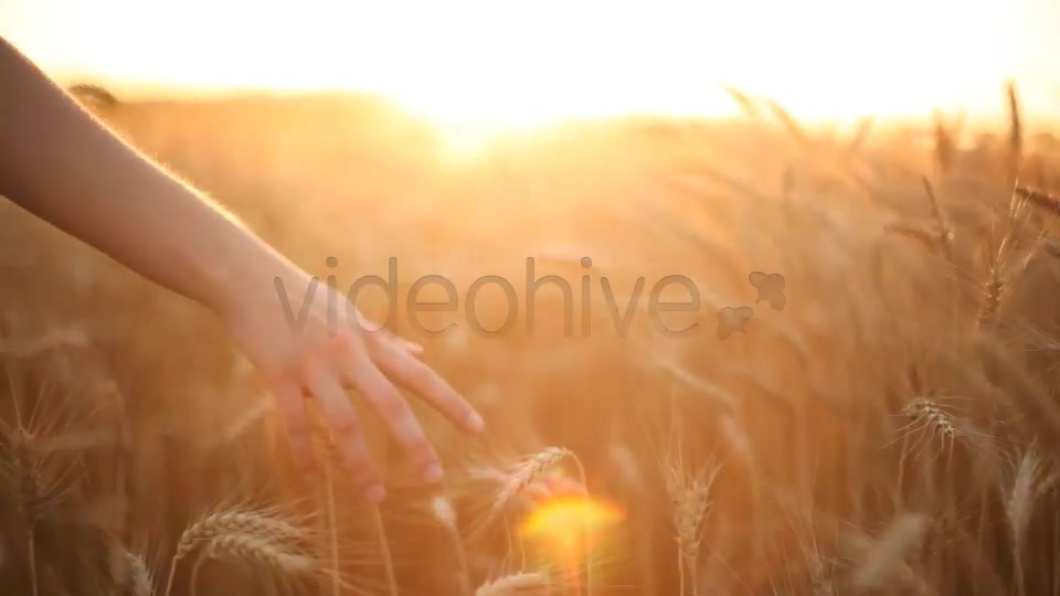 Hands On Cereal Field  Videohive 5151177 Stock Footage Image 6