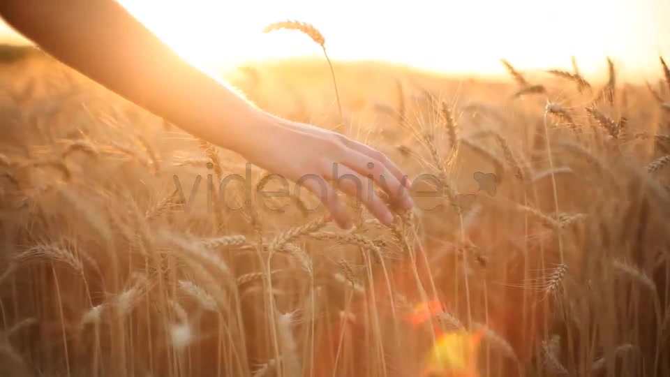 Hands On Cereal Field  Videohive 5151177 Stock Footage Image 7