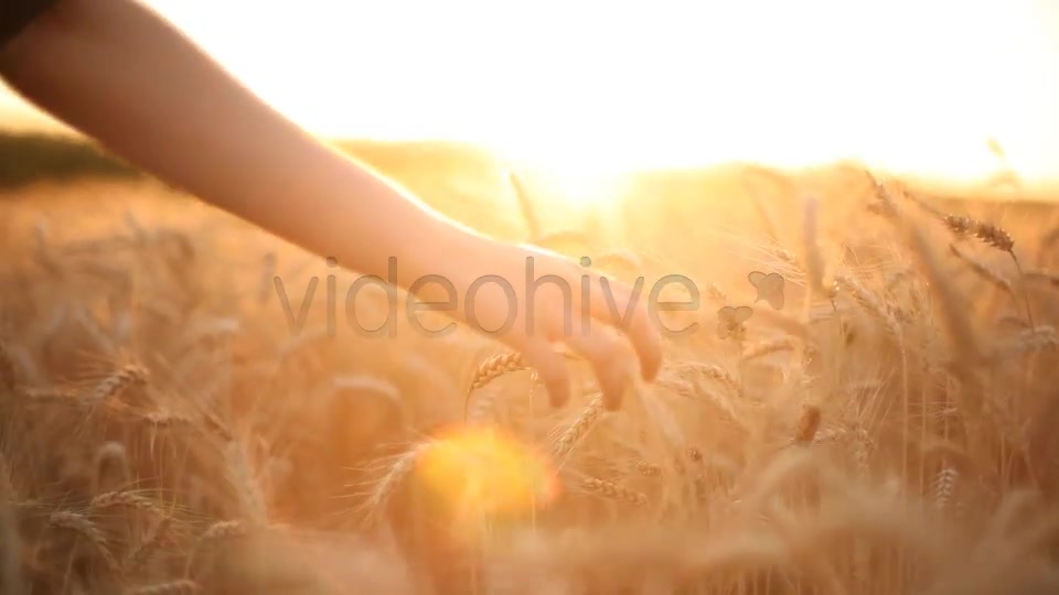 Hands On Cereal Field  Videohive 5151177 Stock Footage Image 8
