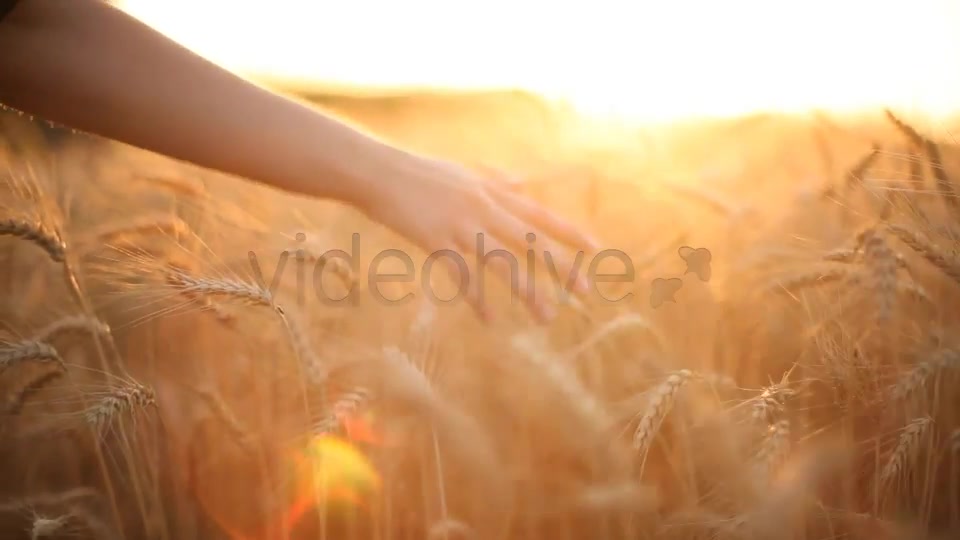 Hands On Cereal Field  Videohive 5151177 Stock Footage Image 9