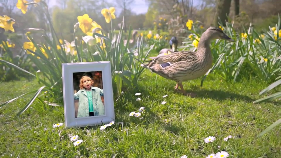 Happy Spring Time Gallery with Flowers and Ducks - Download Videohive 11648554