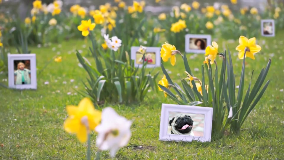 Happy Spring Time Gallery with Flowers and Ducks - Download Videohive 11648554