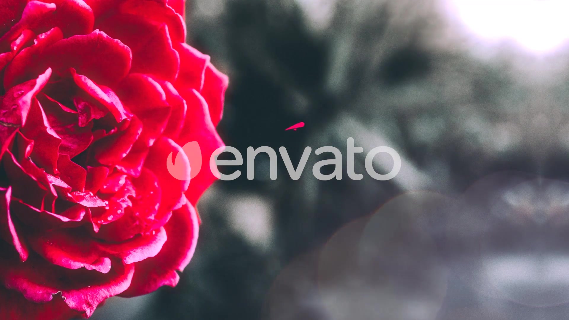 Happy Valentines Day Titles Videohive 23197562 After Effects Image 4