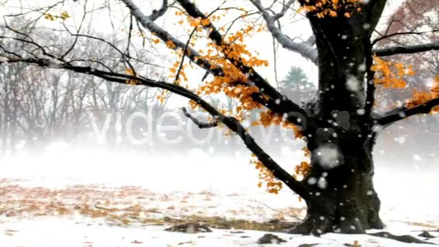 Heavy Snowfall Full HD Loop Videohive 73731 Motion Graphics Image 2