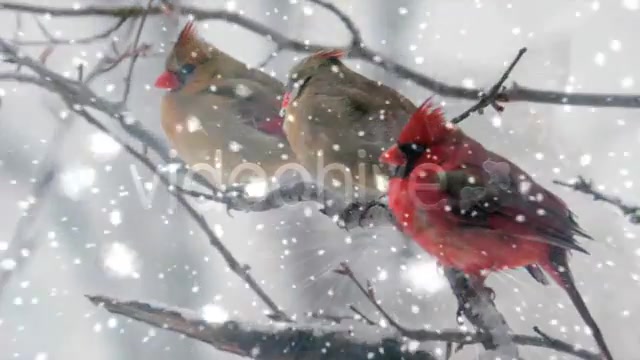 Heavy Snowfall Full HD Loop Videohive 73731 Motion Graphics Image 5