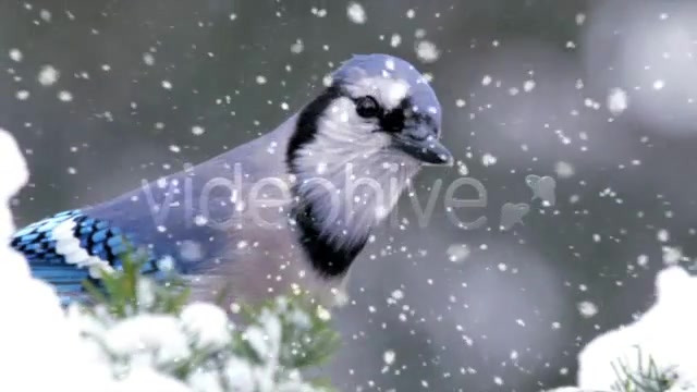 Heavy Snowfall Full HD Loop Videohive 73731 Motion Graphics Image 7