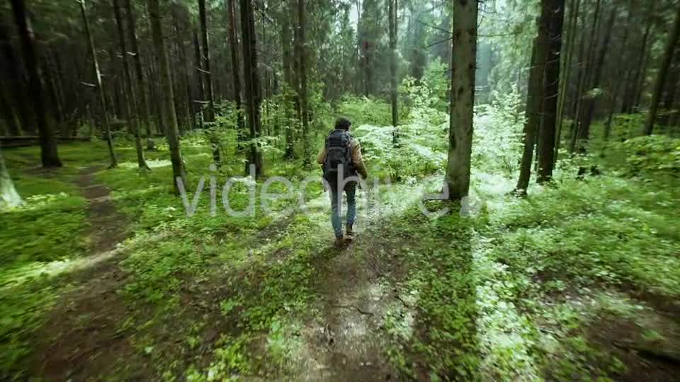 Hiking In The Beautiful Green Summer Forest  Videohive 11716650 Stock Footage Image 1