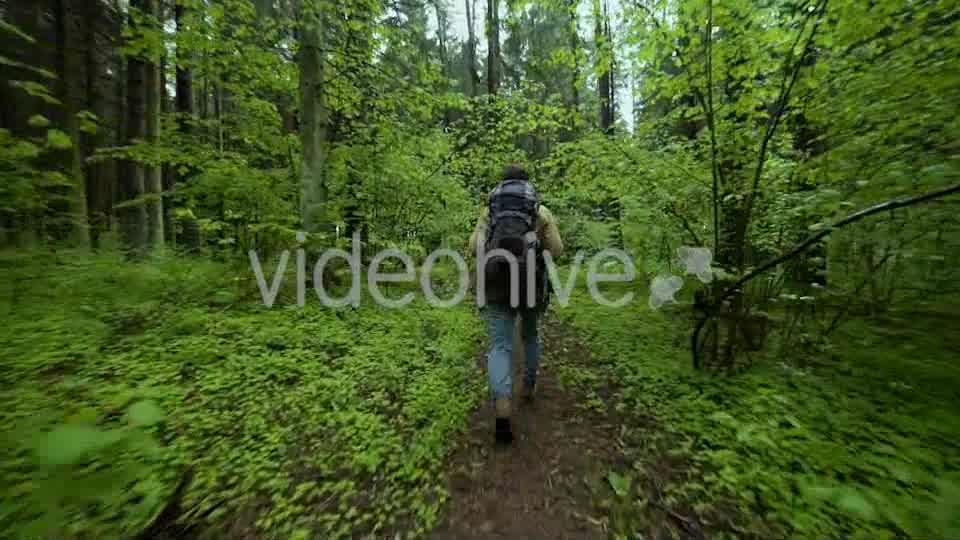 Hiking In The Beautiful Green Summer Forest  Videohive 11716650 Stock Footage Image 10