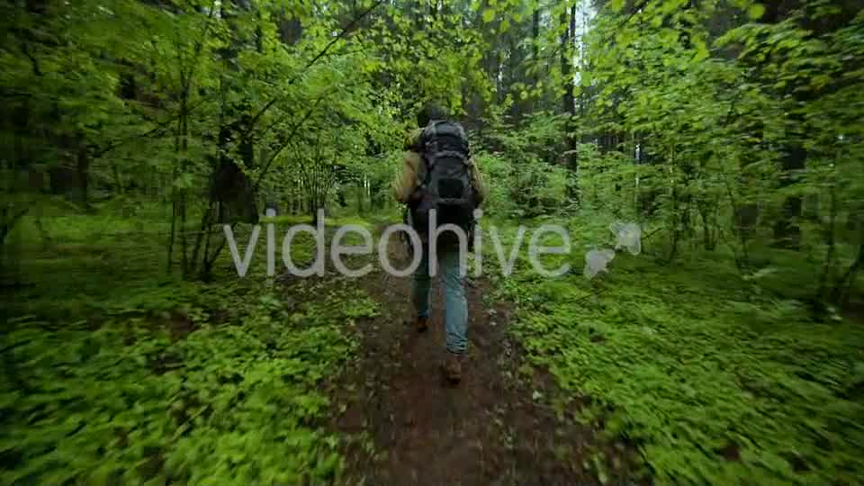 Hiking In The Beautiful Green Summer Forest  Videohive 11716650 Stock Footage Image 11