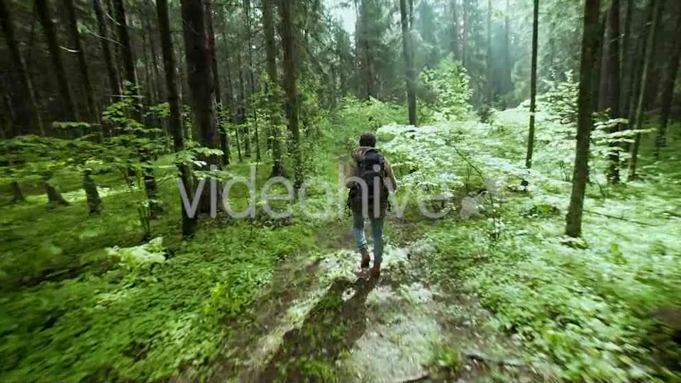 Hiking In The Beautiful Green Summer Forest  Videohive 11716650 Stock Footage Image 2
