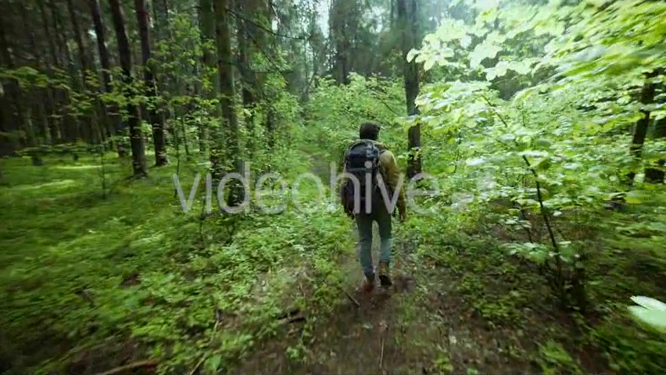 Hiking In The Beautiful Green Summer Forest  Videohive 11716650 Stock Footage Image 3