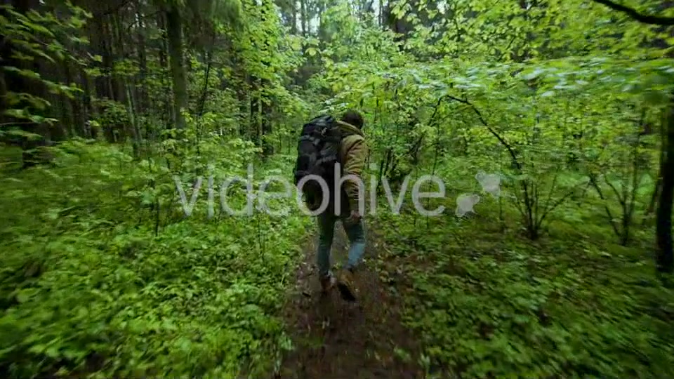 Hiking In The Beautiful Green Summer Forest  Videohive 11716650 Stock Footage Image 5