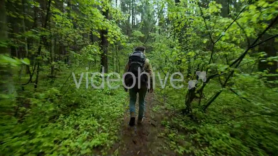 Hiking In The Beautiful Green Summer Forest  Videohive 11716650 Stock Footage Image 6