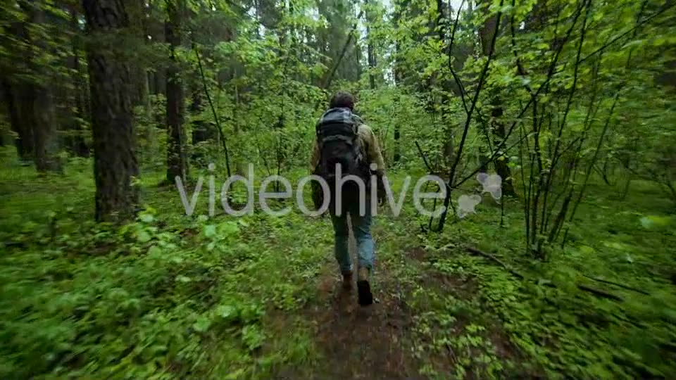 Hiking In The Beautiful Green Summer Forest  Videohive 11716650 Stock Footage Image 7