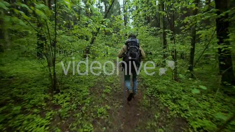 Hiking In The Beautiful Green Summer Forest  Videohive 11716650 Stock Footage Image 8