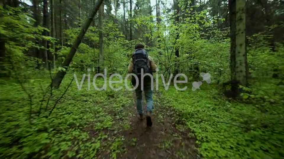 Hiking In The Beautiful Green Summer Forest  Videohive 11716650 Stock Footage Image 9