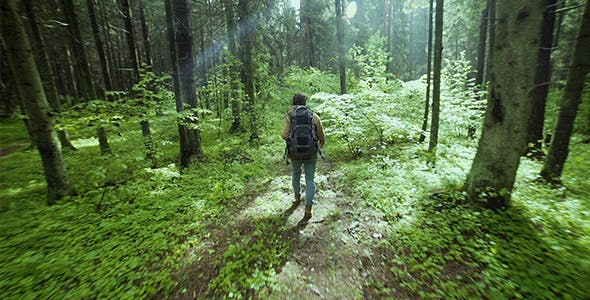 Hiking In The Beautiful Green Summer Forest  - Videohive 11716650 Download