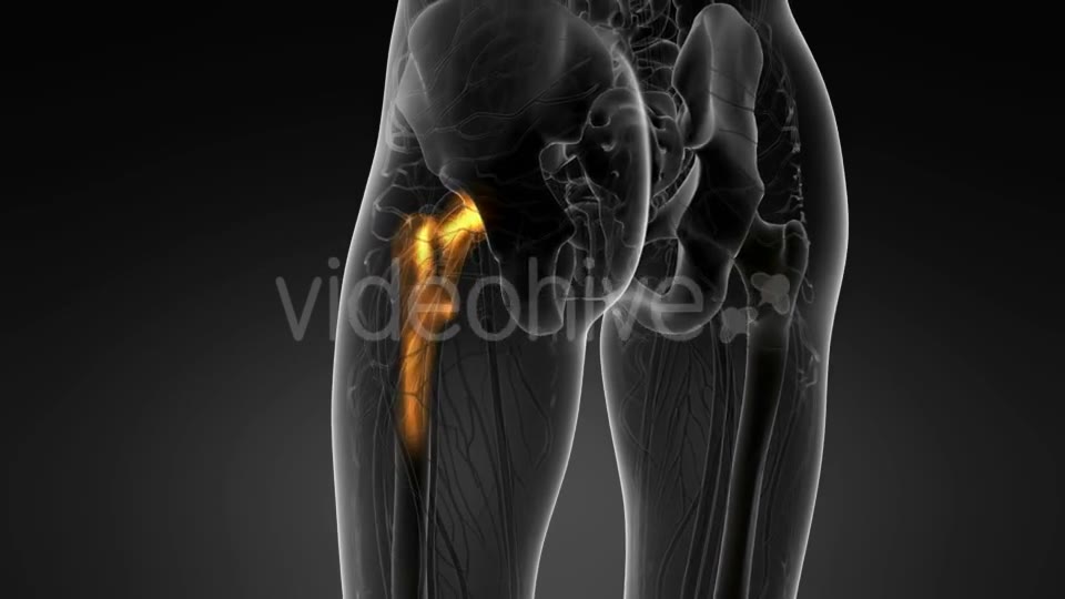 Hip Bones Anatomy - Download Videohive 20569040