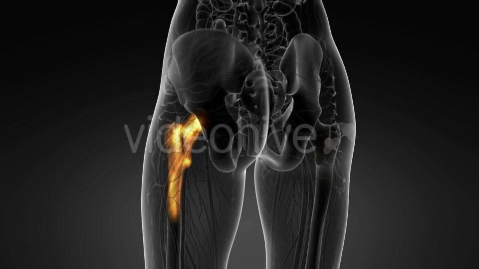 Hip Bones Anatomy - Download Videohive 20569040