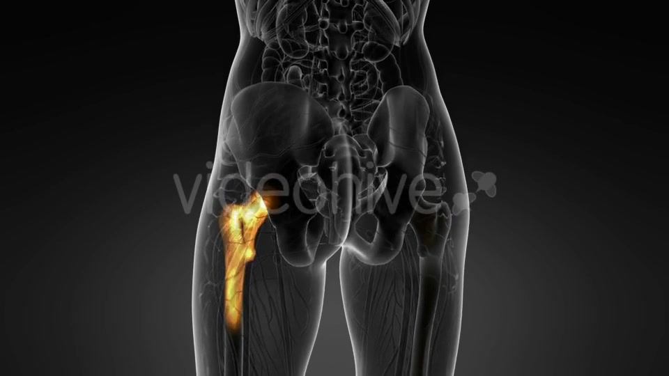 Hip Bones Anatomy - Download Videohive 20569040