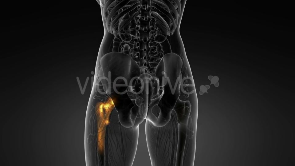 Hip Bones Anatomy - Download Videohive 20569040