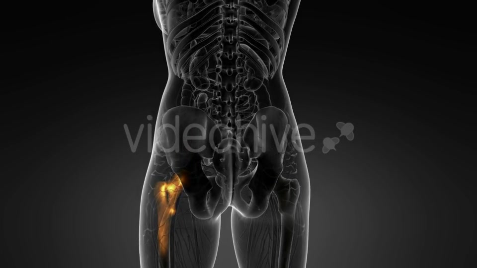 Hip Bones Anatomy - Download Videohive 20569040