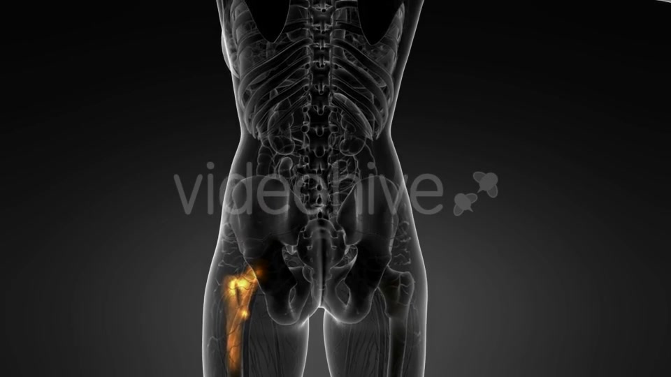 Hip Bones Anatomy - Download Videohive 20569040