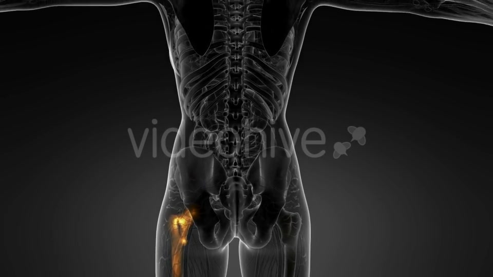 Hip Bones Anatomy - Download Videohive 20569040