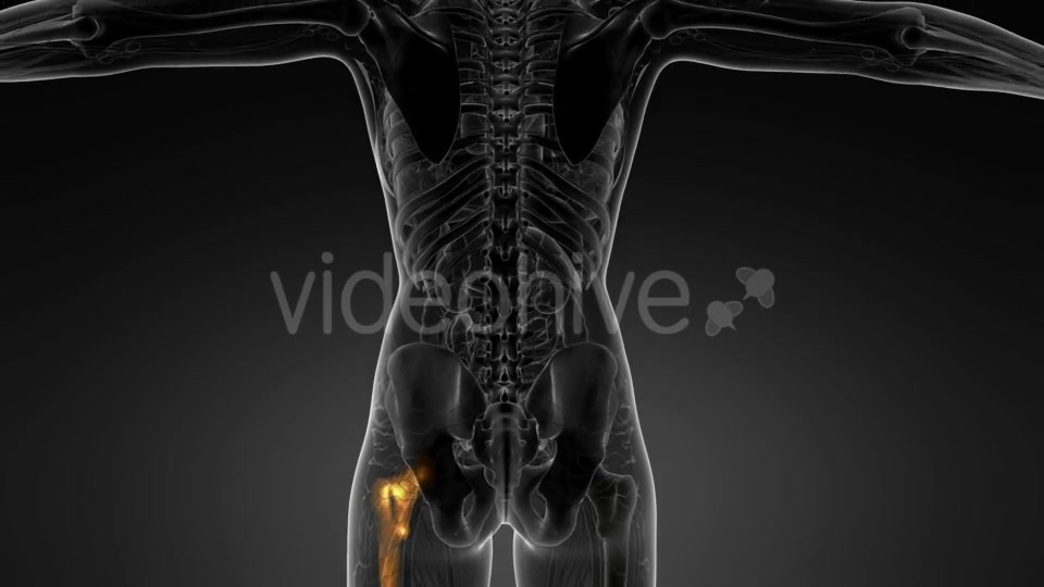 Hip Bones Anatomy - Download Videohive 20569040