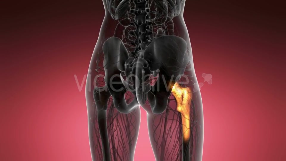 Hip Bones Anatomy - Download Videohive 20624997