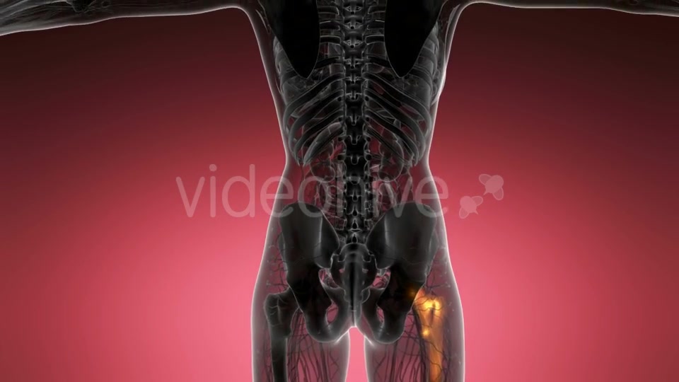 Hip Bones Anatomy - Download Videohive 20624997