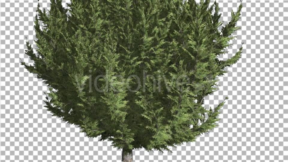 Hollywood Juniper Lower Branches Thin Trunk - Download Videohive 14788662