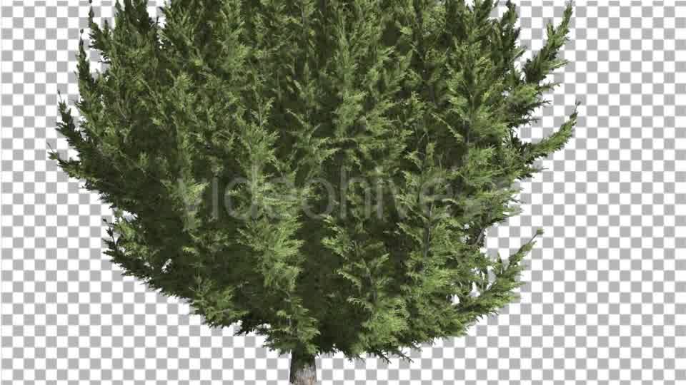 Hollywood Juniper Lower Branches Thin Trunk - Download Videohive 14788662