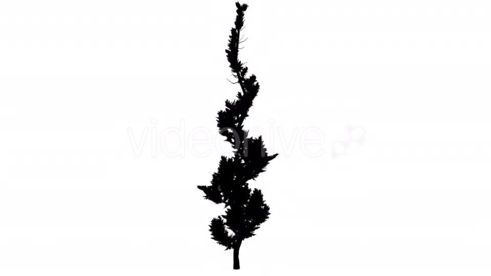 Hollywood Juniper Silhouette Animated Curved Tree - Download Videohive 15305009