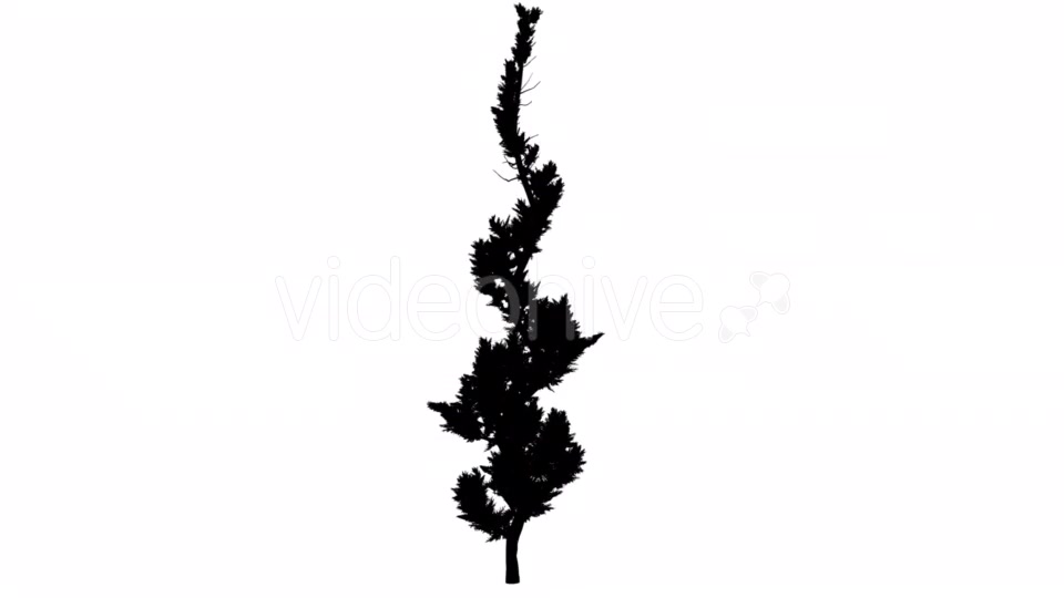 Hollywood Juniper Silhouette Animated Curved Tree - Download Videohive 15305009