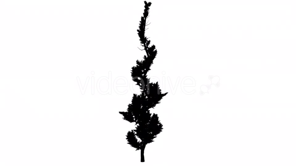 Hollywood Juniper Silhouette Animated Curved Tree - Download Videohive 15305009