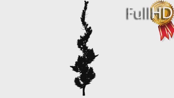 Hollywood Juniper Silhouette Animated Curved Tree - Download Videohive 15305009