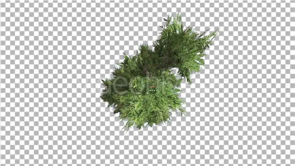 Hollywood Juniper Top Down Tilts Down Coniferous - Download Videohive 14781167