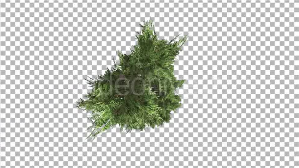 Hollywood Juniper Top Down Tilts Down Coniferous - Download Videohive 14781167