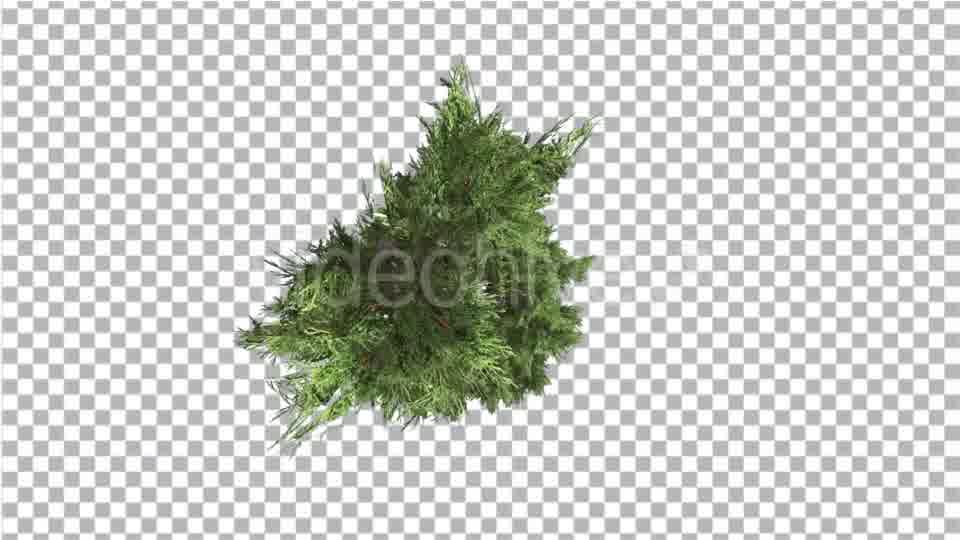 Hollywood Juniper Top Down Tilts Down Coniferous - Download Videohive 14781167