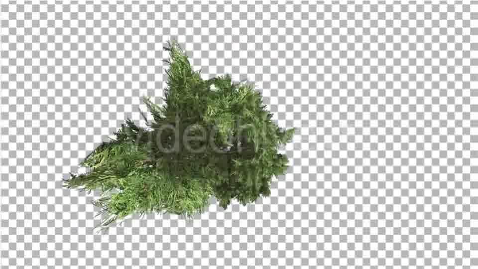 Hollywood Juniper Top Down Tilts Down Coniferous - Download Videohive 14781167