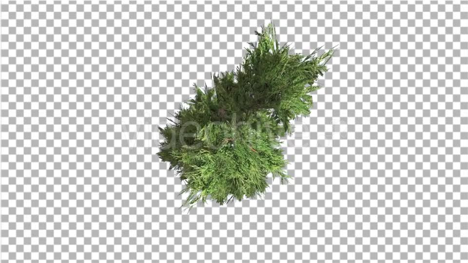 Hollywood Juniper Top Down Tilts Down Coniferous - Download Videohive 14781167