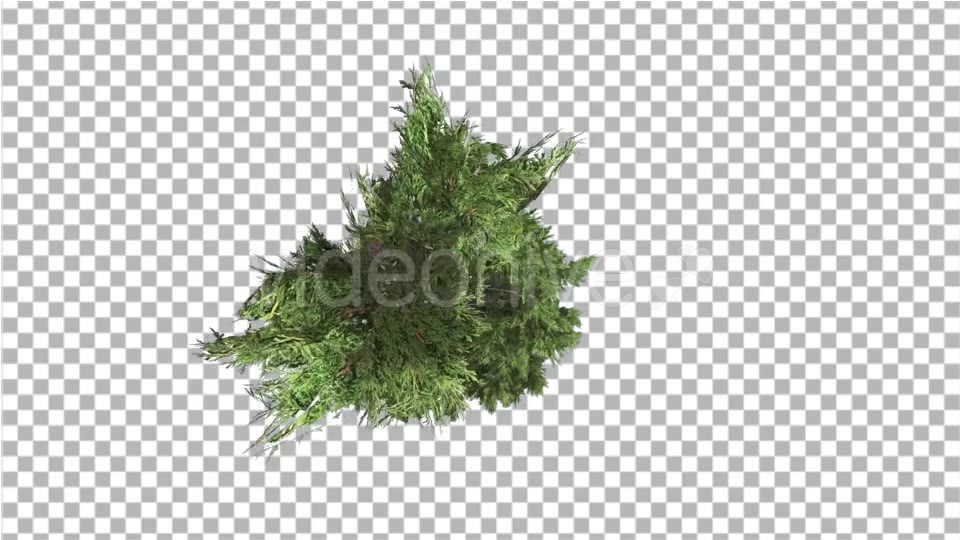 Hollywood Juniper Top Down Tilts Down Coniferous - Download Videohive 14781167