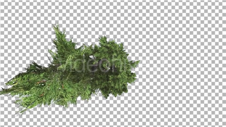 Hollywood Juniper Top Down Tilts Down Coniferous - Download Videohive 14781167