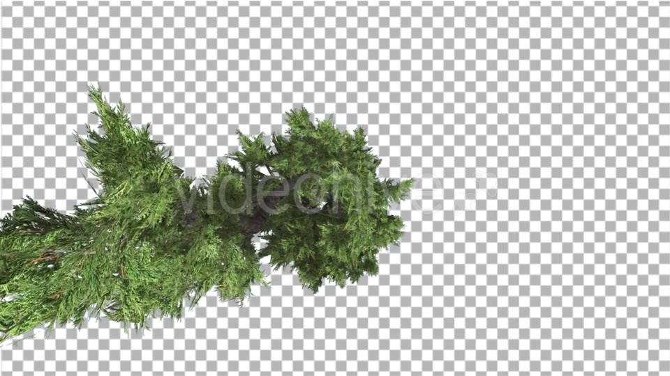 Hollywood Juniper Top Down Tilts Down Coniferous - Download Videohive 14781167